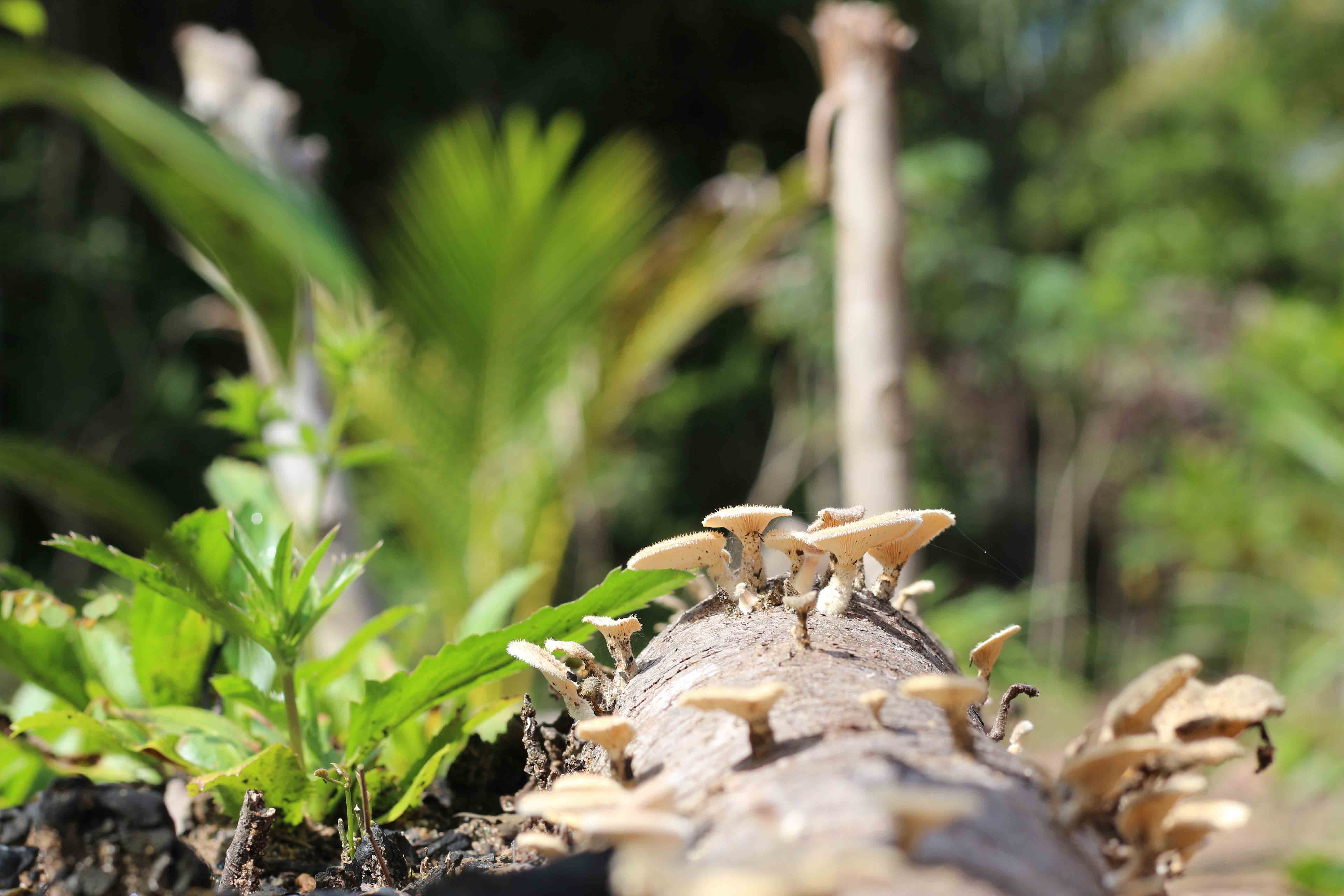 Cogumelos em agrofloresta em trecho da Floresta Amazônica, próximo a Manaus (AM)