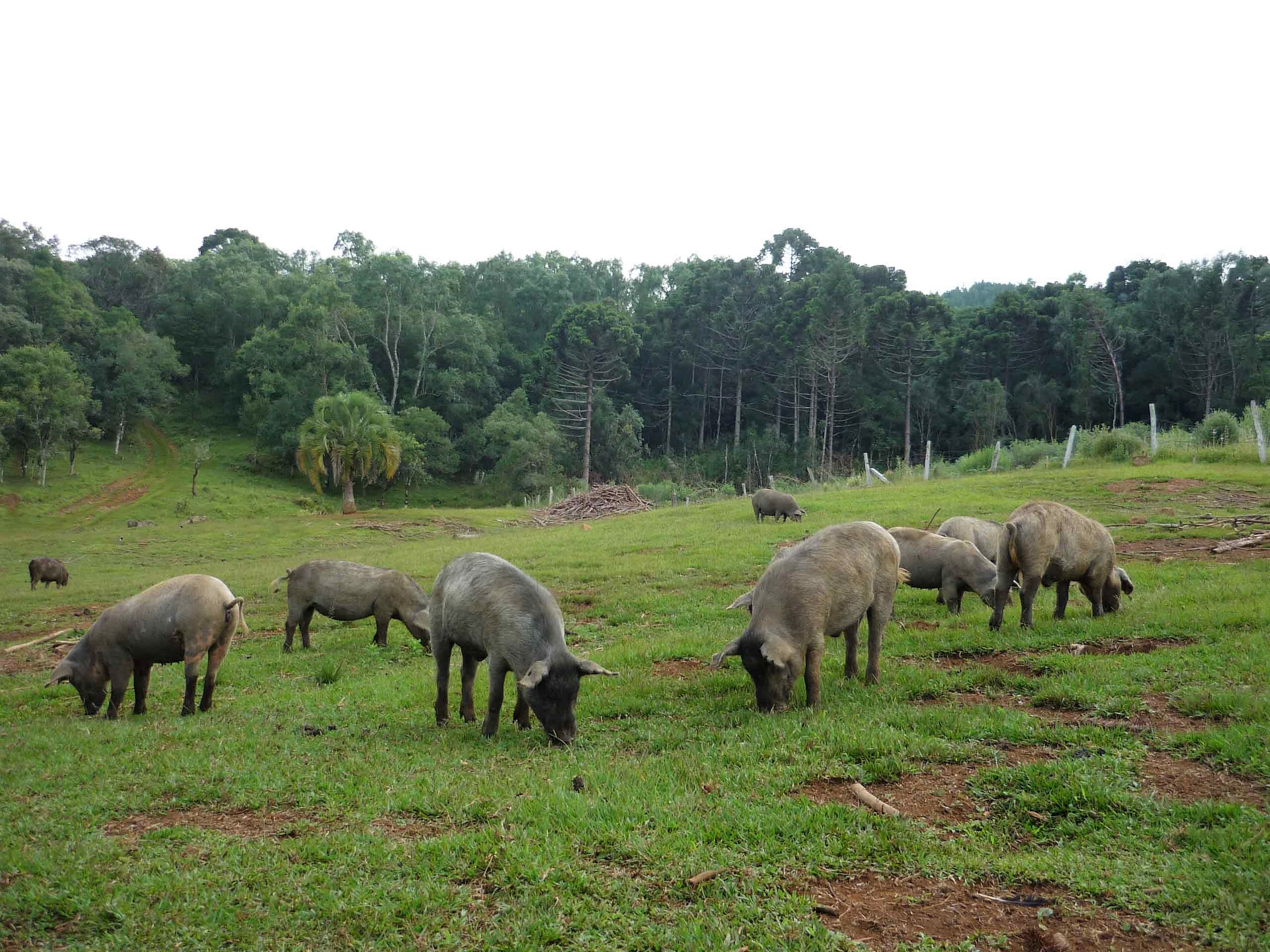 Porco Moura na Fazenda Canguiri, no Paraná