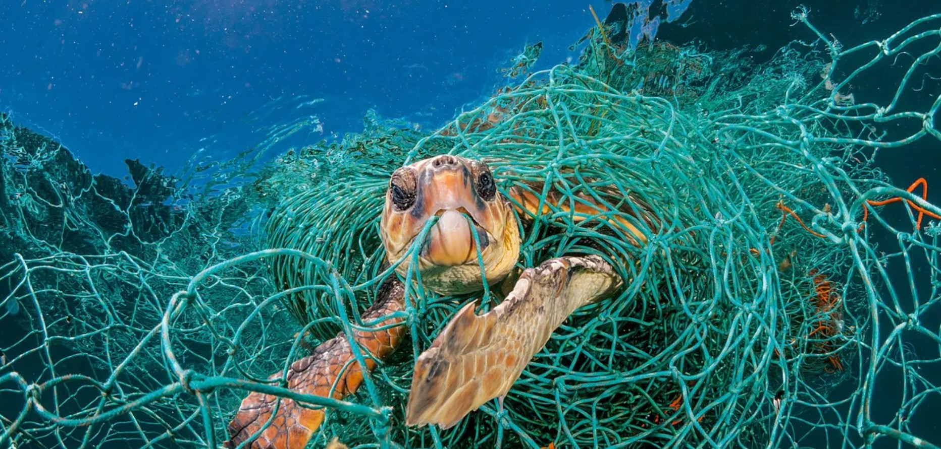 Uma velha rede de náilon prende como numa armadilha a tartaruga-cabeçuda no litoral espanhol, no Mediterrâneo. Foto de Jordi Chias. Reprodução da Web.