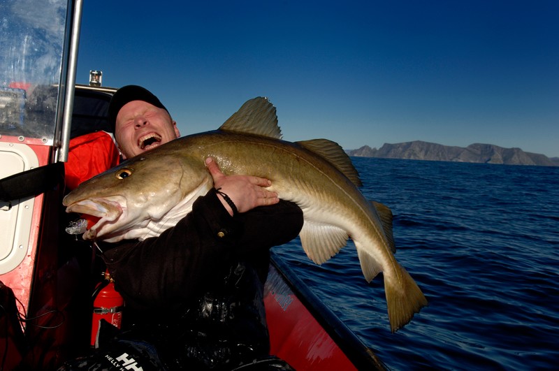 Cod fish (Yngve Ask - visitnorway.com)