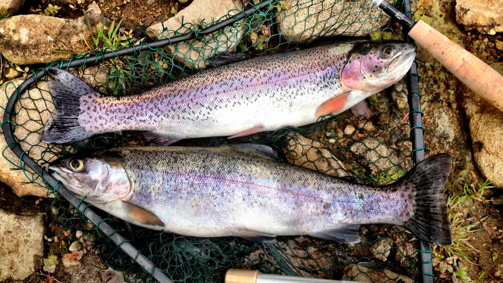 Peixe, na história do nômade coletor caçador